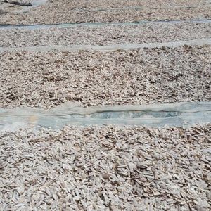 Os de Seiche de Haute Qualité, Minéraux de Calcium Purs, Absorption Rapide, Sûr pour la Santé, Vente en Gros, Exportation - Product Image 5