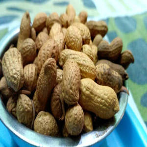 Cacahuetes Tostados Salados Hechos a Mano en India, Cosecha Fresca, Premium, Crujientes, Suministro al por Mayor, Empaque de Marca Privada - Product Image 4