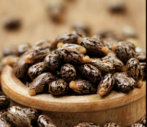 Graines de ricin de qualité supérieure |   Graines de ricin Ricinus Communis |   Conteneur de teneur élevée en huile 48-52% |   Exportation en gros Inde - Product Image 3
