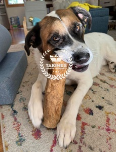 <b>Interactive</b> <b>Dog</b> Chew <b>Toy</b> Coconut Husk Ball with Coco Ball for Healthy <b>Dog</b> Gums and Teeth - Product Image 3