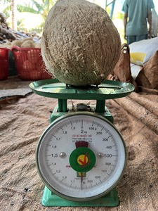 Noix de coco décortiquée de qualité export, Coco seco inteiro descascado, Kokosnoot zonder schil pour les grossistes (WA +84914319488) - Product Image 3