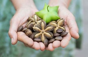 MEJOR VENDEDOR Aceite de Sacha Inchi Orgánico a Granel, Fabricante, Aceite de Sachi 100% Natural Extra Virgen para Suplemento de Salud - Product Image 3