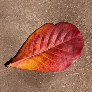 Feuilles de Catappa Indiennes Écologiques en Gros 16-20 cm pour Nettoyage des Poissons et Produits pour Animaux de Compagnie, Lot de 50 (6.3-7.87 po) pour Salon et Bureau - Product Image 4