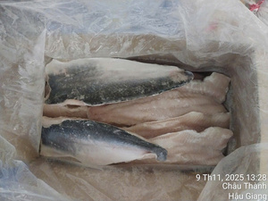Filete de Pangasius Congelado con Piel, Grado A/B, 10-12cm, a Granel, 24 Meses de Caducidad, Suministro de Vietnam - Product Image 3