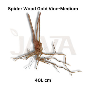 Decoración Ecológica de Madera de Araña Dorada para Acuarios, Terrarios y Vivarios, para Peces, Caracoles y Tortugas, 40 cm - Product Image 2