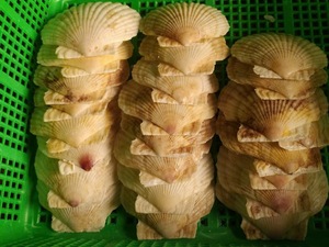 เปลือกหอยหอยทากทะเลธรรมชาติขนาดใหญ่เปลือกหอยหอยเชลล์สีขาวสำหรับตกแต่งพร้อมส่งออกจากเวียดนาม - Product Image 5