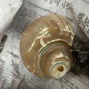 เปลือกหอยหยกเทอร์โบสีขาวธรรมชาติ สำหรับตกแต่ง เปลือกหอยทะเลขนาดใหญ่ เปลือกหอยเกลียวสีขาว เปลือกหอยสังข์ เปลือกหอยหยกเทอร์โบ เปลือกหอยทาก - Product Image 2