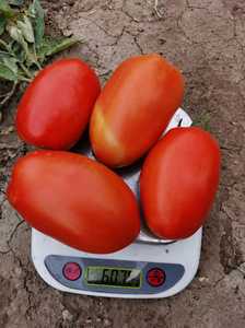 เมล็ดมะเขือเทศมูนสตาร์ บิ๊กโร เอฟ1 ไฮบริด สีแดง รูปทรงรี - Product Image 2