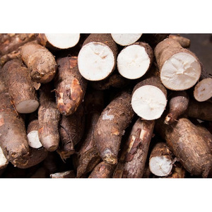 RAÍZ DE YUCA CONGELADA AL MEJOR PRECIO, CALIDAD SUPERIOR - Product Image 6