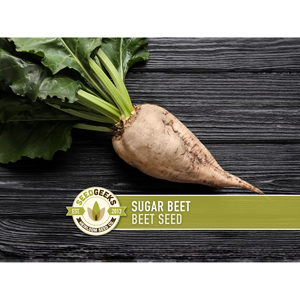Blettes Sucrées Fraîches : Sélection de Récolte Premium avec Pureté Naturelle et Normes Agricoles Consistantes - Product Image 5