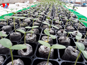 เม็ดใยมะพร้าวย่อยสลายได้/เม็ดพีทมะพร้าว: ขนาดกลางสำหรับปลูกอินทรีย์สำหรับใช้ในบ้านและเชิงพาณิชย์/คุณลิมา - Product Image 2