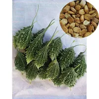 Semillas de Melón Amargo para Cultivo - Alto Rendimiento, 12 Meses de Vida Útil, Selladas al Vacío, Marca Cradle Life, Vegetales Verdes de la India Listos para Usar