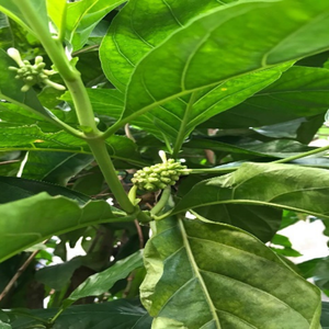 Hojas de Noni Secas de Vietnam para la Elaboración de Bebidas Aromáticas y la Formulación de Líneas de Energía Natural de 99 Gold Data - Product Image 2
