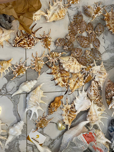 Conchas Marinas Surtidas en Grandes Cantidades - Conchas Naturales Mixtas para Manualidades, Eventos, Decoración Rústica Navideña, Suministros de Arte al por Mayor, Envoltura de Regalos - Product Image 4