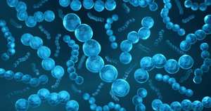 Polvo de Streptococcus Thermophilus de alta calidad al mejor precio - Product Image 3