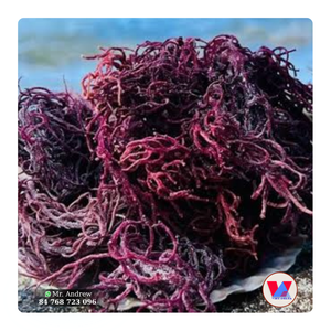 Meilleures ventes : Algues marines Cottonii violettes épineuses écologiques séchées au soleil, à faible teneur en sel, pour extrait de gel B2B - Product Image 1