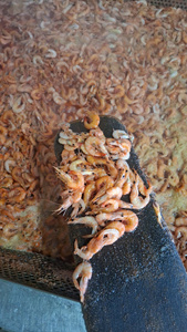 Crevettes séchées entières (qualité flocons)//KELVIN - Product Image 2