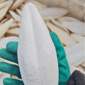 Hueso de Sepia Natural de Vietnam, tamaño 5-10cm, para Aves y Mascotas, Proveedor Mayorista OEM para el Mercado de la UE - Product Image 1