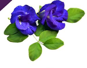 Natural Blue Butterfly Pea Flower <b>Dried</b> <b>Petals</b> 100% Natural Herbal Tea Beverage Decoration Handmade Blended Vacuum Pack Vietnam - Product Image 6