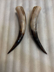 15 inch to 24 inch small to medium size real cow horn pair for <b>skull</b> and home <b>decoration</b> Best souvenir gift horns pair in stock - Product Image 6