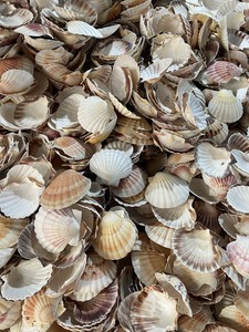 Hermosas Conchas Marinas Naturales Grandes (5-6 cm) 100% Aptas para Decoración Culinaria y Manualidades - Origen Vietnam Ba Ria-Vung Tau VIET D.E.L.T.A - Product Image 2