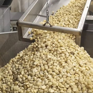 Nueces de Macadamia Crudas de Primera Calidad al por Mayor / Nueces de Macadamia Secas - Product Image 1