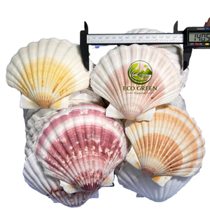 Coquilles de pétoncle décoratives, coquillages naturels pour la décoration de table de mariage, artisanat, peinture, décoration d'aquarium - Product Image 5