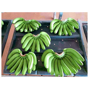 Plátanos Cavendish Verdes Naturales Frescos en Venta al Precio Más Bajo - Product Image 4