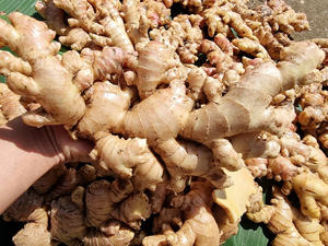 Articles faciles à importer YUNG FRESH Ginger est lavé/Gingembre/Ingwer-Have Stock, Offre Spéciale (WA: + 84362512699) - Product Image 3