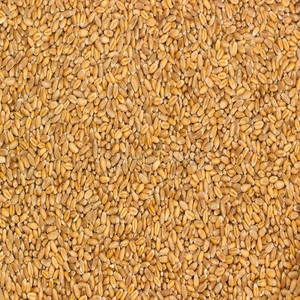 Graines de blé dur séchées offrant des grains durs de haute qualité pour une approvisionnement fiable en semences, la fabrication de pâtes, la production de semoule et la production de céréales - Product Image 6