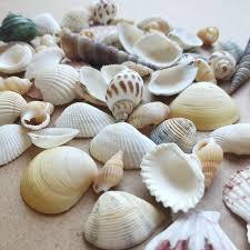 Coquillages de plage assortis pour la décoration d'aquariums, la décoration côtière et les accessoires photo - Product Image 5