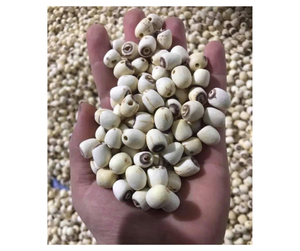 เมล็ดบัวแห้งพรีเมียมจากเวียดนาม - ส่วนผสมจากเมล็ดบัวธรรมชาติสำหรับทำขนมหวาน - Product Image 4