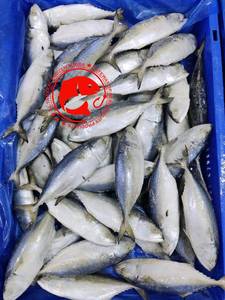 ปลาแมคเคอเรลอินเดียแช่แข็งทั้งตัว ทำความสะอาดแล้ว ตัวมันมันเนื้อ รสชาติธรรมชาติเข้มข้น คุณภาพพรีเมียม คุณค่าทางโภชนาการสูง อาหารทะเลจากทะเล ผลิตจากปากีสถาน - Product Image 5