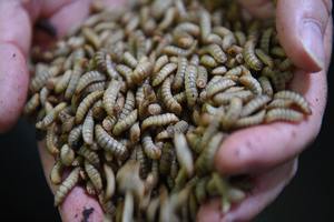 Fournisseur fiable d'aliments secs de haute qualité Soldat noir Larves de mouches en vrac à des prix compétitifs - Product Image 4
