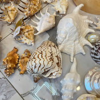 Coquille d'ormeau vietnamienne de haute qualité pour la fabrication artisanale industrielle et les pièces de décoration intérieure en gros 99 Gold Data Co