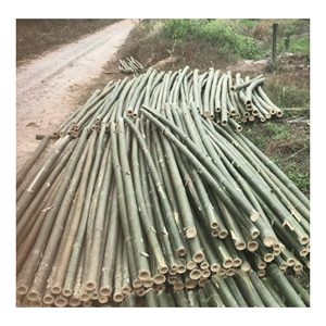 Poteau en bambou naturel fabriqué à partir de matériaux de bambou sélectionnés pour la construction et la fabrication de cadres de meubles au Vietnam - Product Image 4