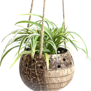 Muestra Gratis y Precio Económico, Maceta Natural de Cáscara de Coco de Vietnam/Maceta de Cáscara de Coco para Jardín de Flores, Bonsái - Product Image 4