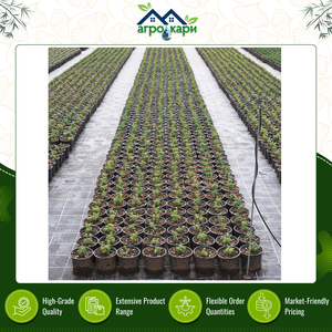 Toile tissée en PP stabilisée aux UV pour le contrôle des adventices – Couverture de sol anti-herbe robuste pour l'horticulture et l'aménagement paysager - Product Image 4