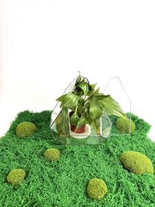 Contemporary Terrarium <b>Mini</b> Indoor Garden Perfect For Hotel Lobby And Hospitality Interior Decoration Handcrafted From India - Product Image 2