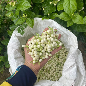 Fleurs de jasmin fraîches en gros, fleurs parfumées naturelles pour la fabrication du thé, la décoration de mariage, utilisation florale - Product Image 1