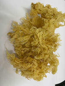 WHOLESALE DRIED SEA MOSS/IRISH SEA MOSS// Ms. Lima - Product Image 5