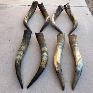 Paire de cornes de bison polies, décoration murale, design Art Déco, grande taille de 27 à 35 pouces, pour mariage, anniversaire - Product Image 1