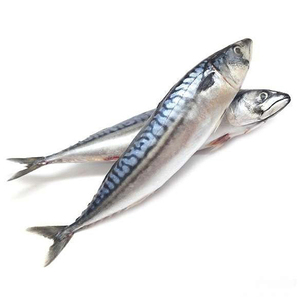 Pescado Congelado Orgánico: Caballa del Pacífico/Índico/Atlántico, Partes del Cuerpo de Caballa, Conservación en Agua, Precios Competitivos, Venta al por Mayor - Product Image 2