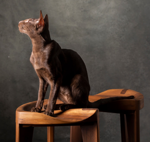 Chaise de bar nordique de luxe léger en bois pour restaurant, mobilier commercial moderne pour cuisine et salle à manger - Product Image 5