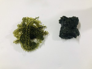 Raisins de mer déshydratés de qualité supérieure, export du Vietnam, Caulerpa Lentillifera séchée - Product Image 5