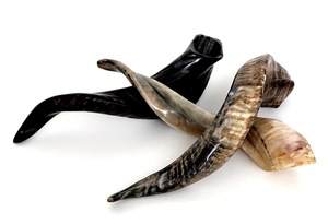 Véritables cornes de brebis naturelles polies pour la décoration et l'artisanat, haute qualité - Product Image 2