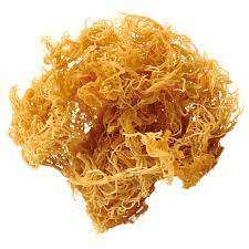 Mousse de mer irlandaise séchée brute naturelle-Mousse de mer bonne pour la santé-Mousse de mer irlandaise fabriquée à l'état sauvage - Product Image 3