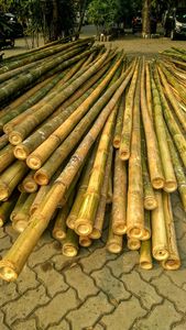 Pôles en bambou vietnamien naturel à paroi épaisse, tiges de bambou brutes pour la construction, le jardinage et l'artisanat (différentes tailles disponibles) - Product Image 3