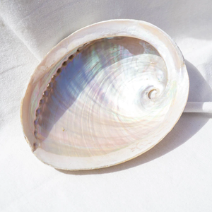 <b>Abalone</b> <b>shell</b> large seashell for smudging Vietnam supplier sale natural <b>shells</b> from <b>abalones</b> - Product Image 3