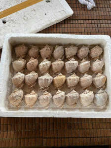 Natural Triton’s Trumpet Shell Large Sea Shell for Home Decor Vietnam Factory Bulk Manufacturer Export - Product Image 6